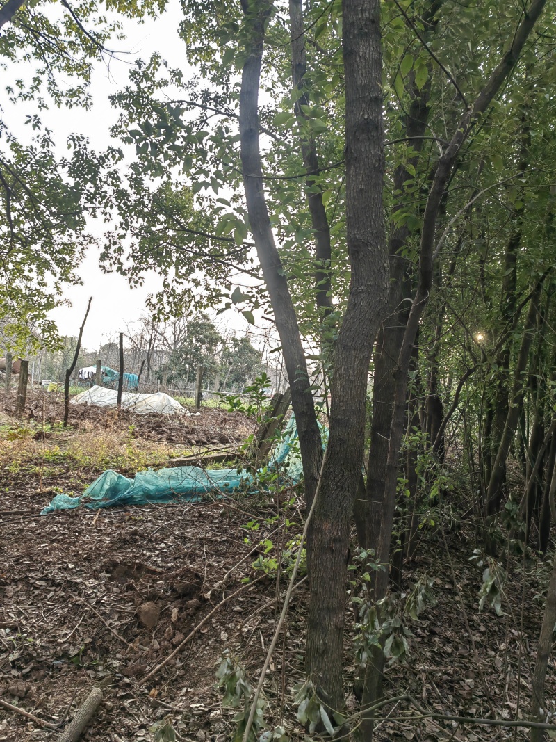 香樟树，银杏树