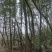 香樟树，银杏树