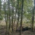 香樟树，银杏树
