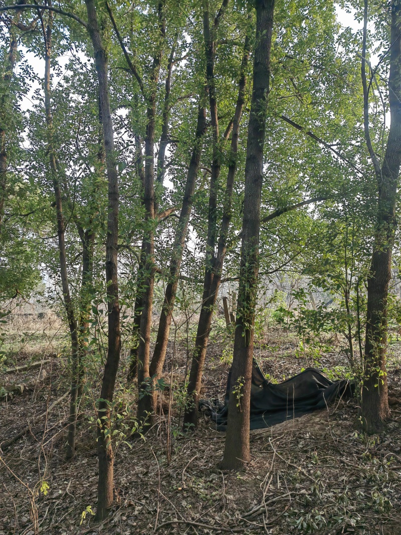 香樟树，银杏树