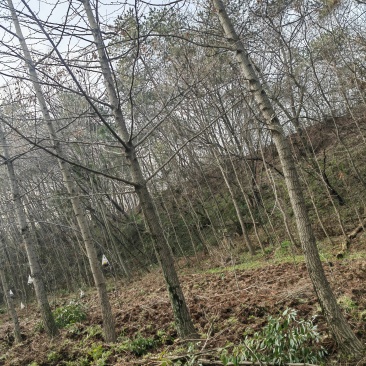 香樟树，银杏树