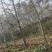 香樟树，银杏树