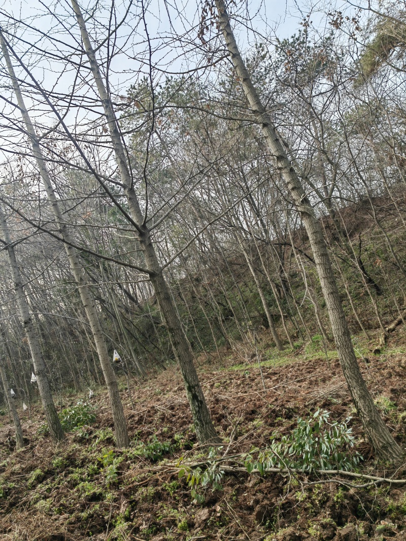 香樟树，银杏树