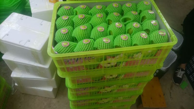 西双版纳苹果枣