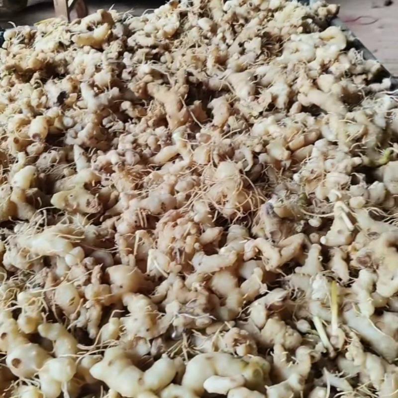 黄精