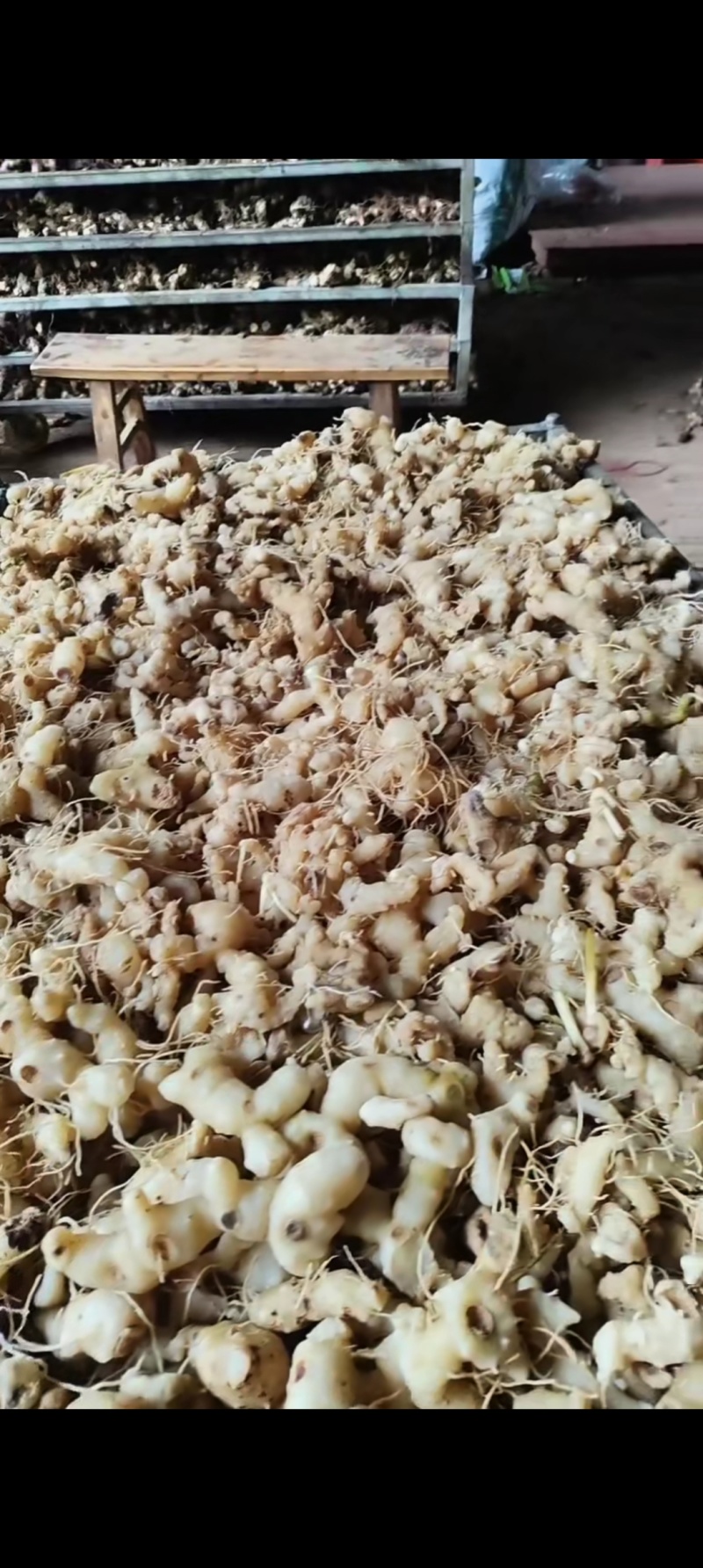 黄精