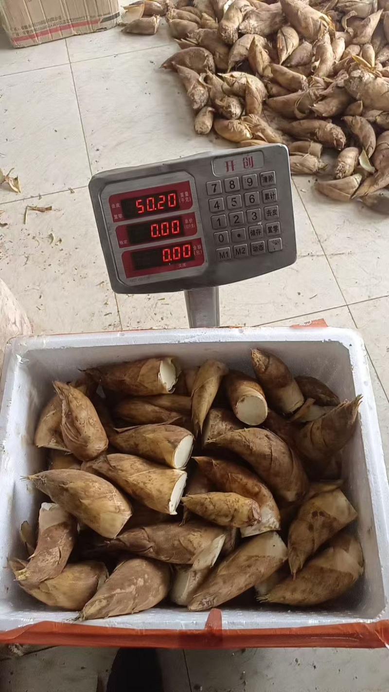 赤水优选黄泥冬笋，品质保障，价格透明，新鲜发货