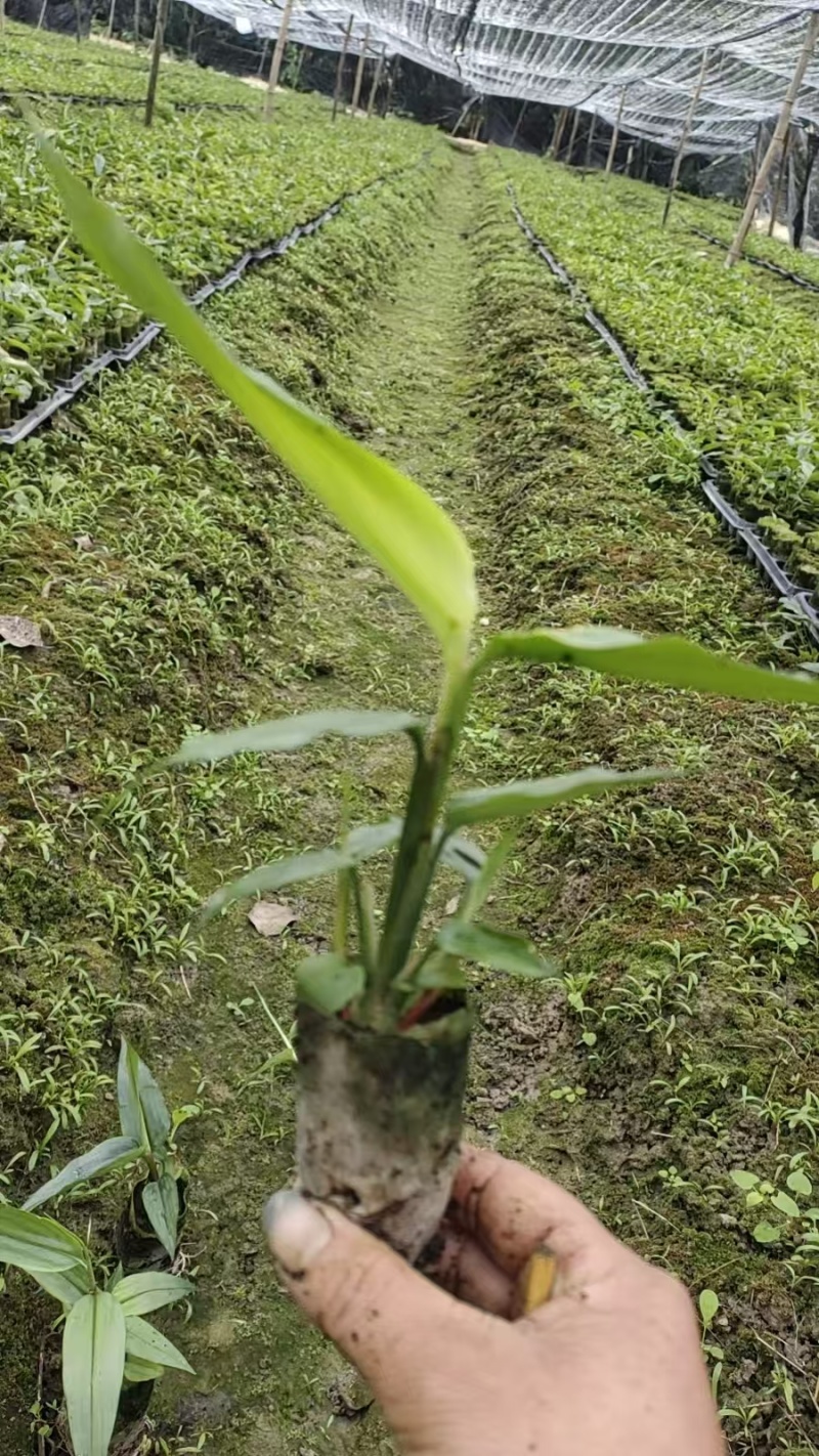 益智仁杯苗