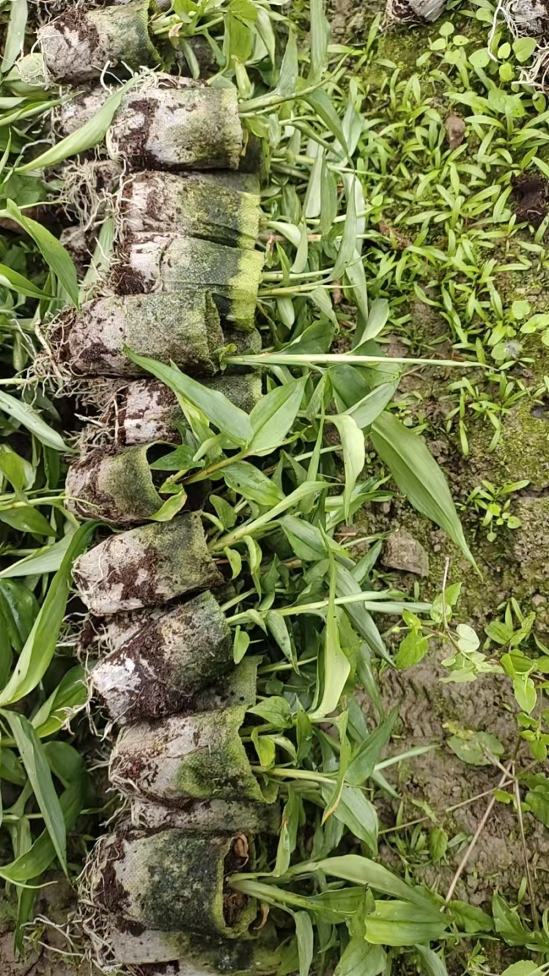 益智仁杯苗