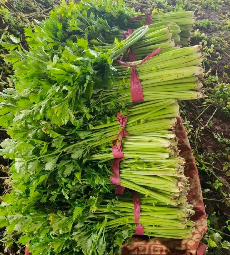 产地芹菜，带叶西芹大量上货价格实惠欢迎联系实力代发