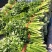 产地芹菜，带叶西芹大量上货价格实惠欢迎联系实力代发
