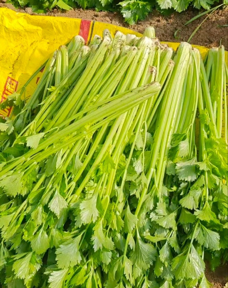 产地芹菜，带叶西芹大量上货价格实惠欢迎联系实力代发