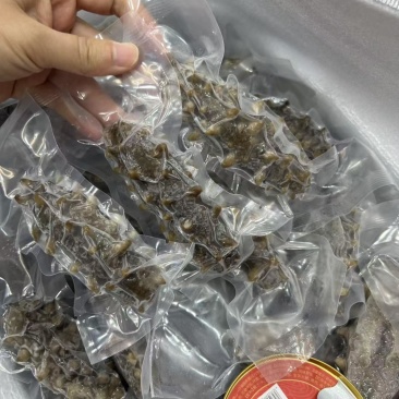 大连辽参鲜食