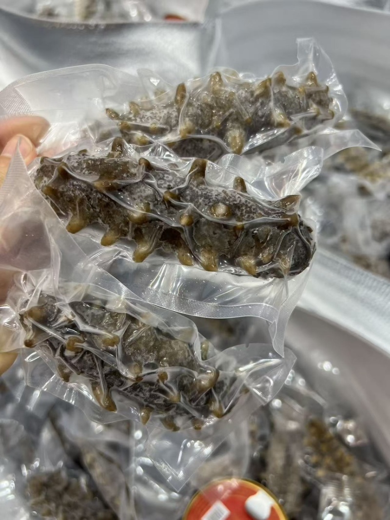 大连辽参鲜食