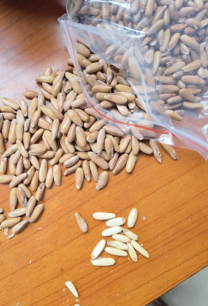 巴西松子大量现货电商货