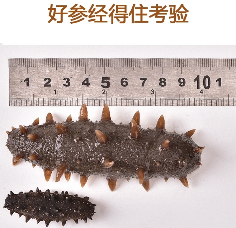 包邮）大连淡干海参干货500g深海辽刺参6-9年孕妇级