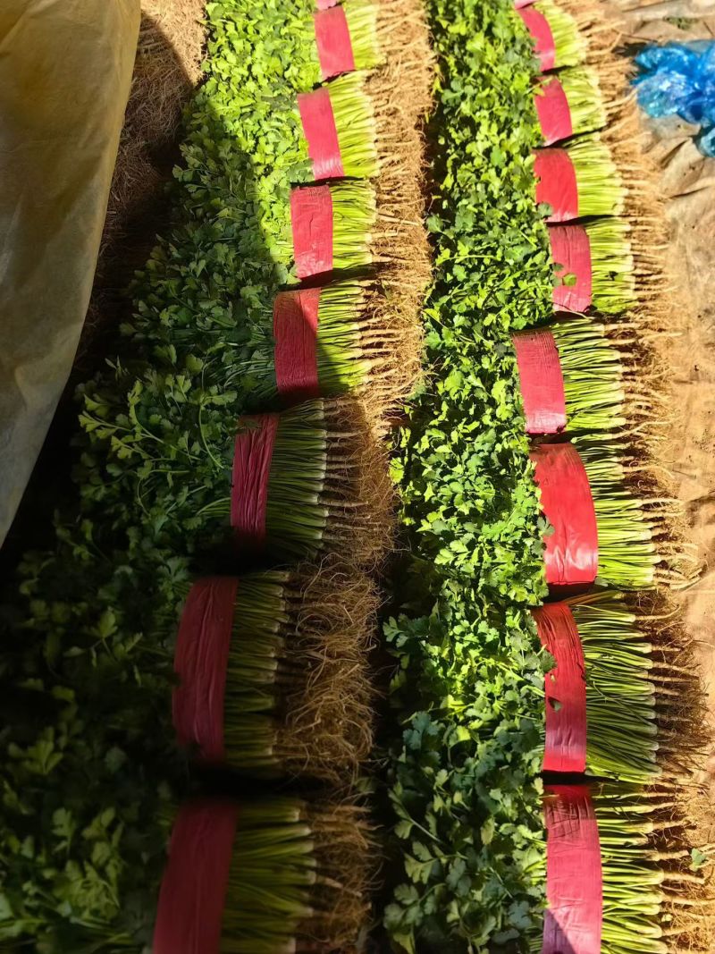精品香菜，大量有货，平根，毛根都可以出。大叶铁杆都有