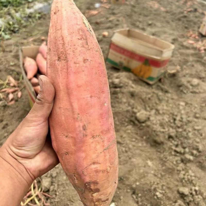 烟薯25加工厂货量大优惠。欢迎老板联系我
