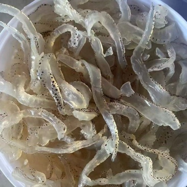 【优质】广西北部湾产优质白花丝一手货源保质保量全国可发
