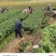优质脆蜜脆皮金桔苗苗圃现挖现发包纯正免费指导技术
