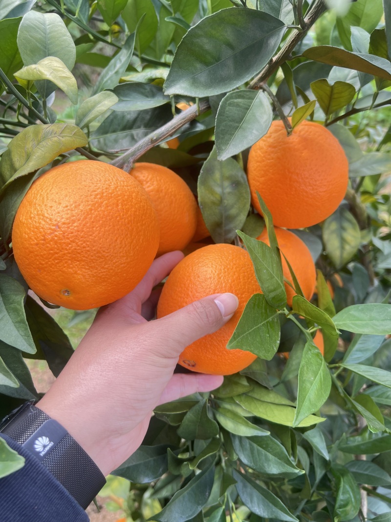 【推荐】精品赣南脐橙/种植基地现摘现发/协助装车发往全国