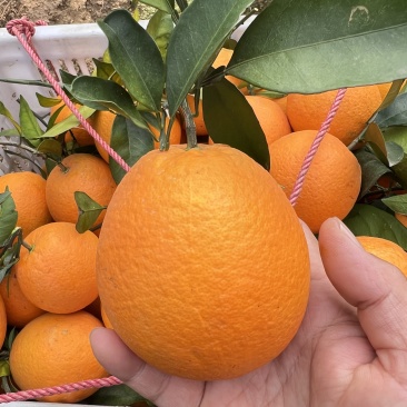 【推荐】精品赣南脐橙/种植基地现摘现发/协助装车发往全国