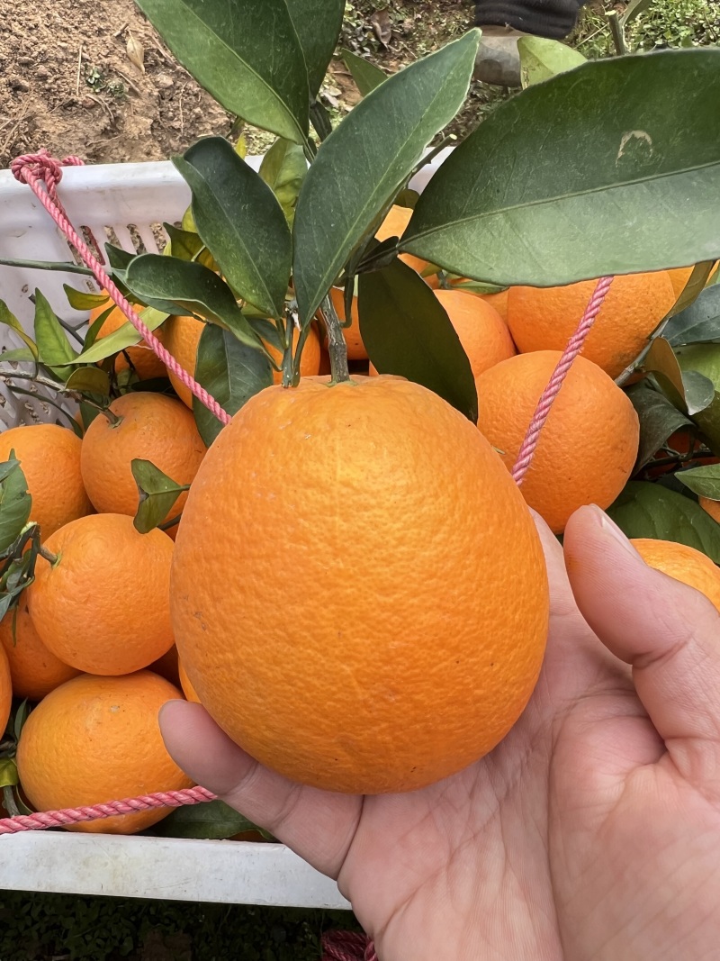 【推荐】精品赣南脐橙/种植基地现摘现发/协助装车发往全国