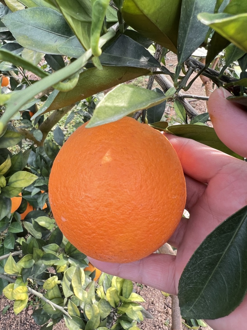 【推荐】精品赣南脐橙/种植基地现摘现发/协助装车发往全国