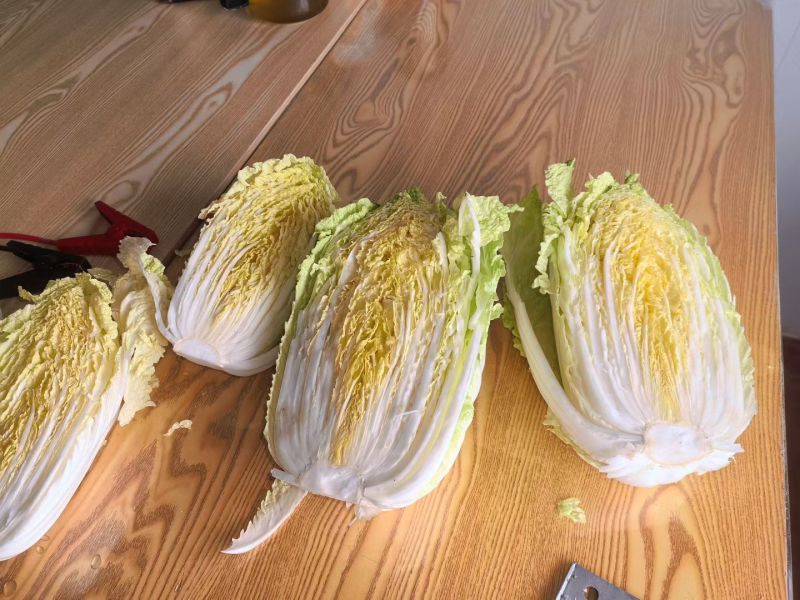 黄心白菜广西贺州黄心大白菜200亩开始出货质量好