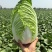 黄心白菜广西贺州黄心大白菜200亩开始出货质量好