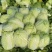 黄心白菜广西贺州黄心大白菜200亩开始出货质量好