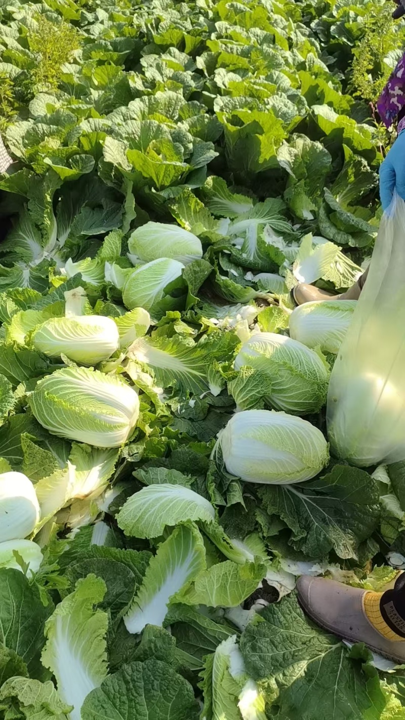 黄心白菜广西贺州黄心大白菜200亩开始出货质量好