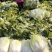 黄心白菜广西贺州黄心大白菜200亩开始出货质量好