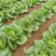 大白菜黄心白菜200亩基地直发净菜上车0.65