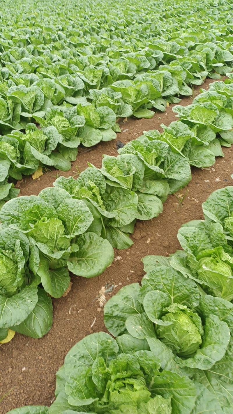大白菜黄心白菜200亩基地直发净菜上车0.65