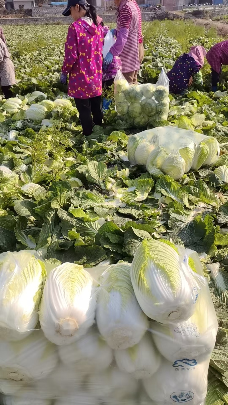 大白菜黄心白菜200亩基地直发净菜上车0.65