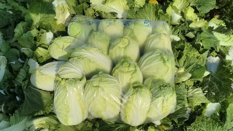 大白菜黄心白菜200亩基地直发净菜上车0.65