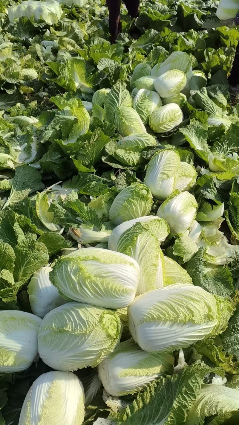 大白菜黄心白菜200亩基地直发净菜上车0.65