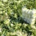 大白菜黄心白菜200亩基地直发净菜上车0.65