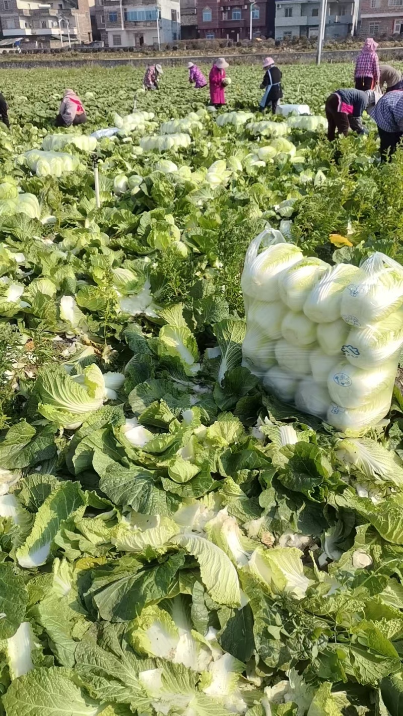 大白菜黄心白菜200亩基地直发净菜上车0.65