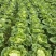 大白菜黄心白菜200亩基地直发净菜上车0.65