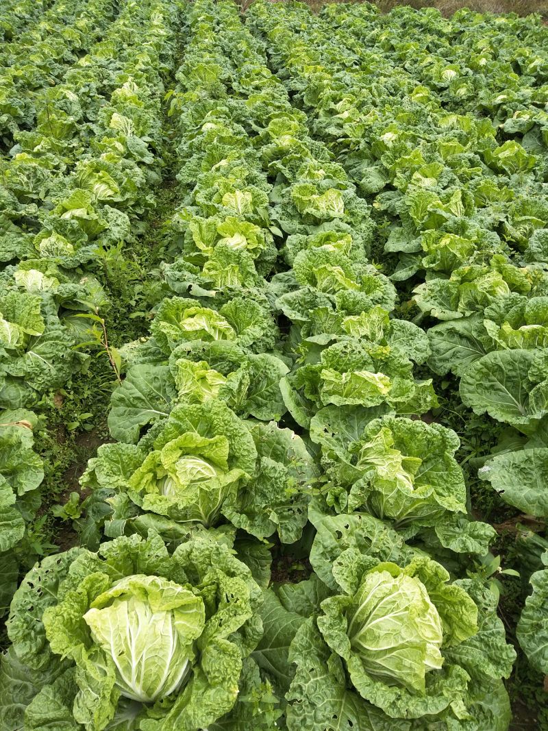 大白菜黄心白菜200亩基地直发净菜上车0.65