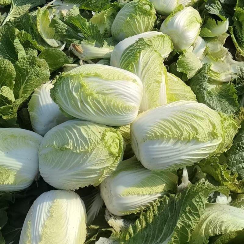大白菜黄心白菜200亩基地直发净菜上车0.65