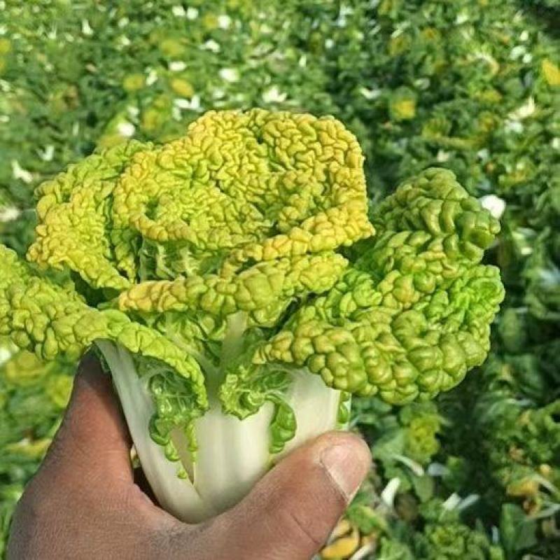 黄心菜/安徽怀远县黄心菜大量上市/对接全国采购商