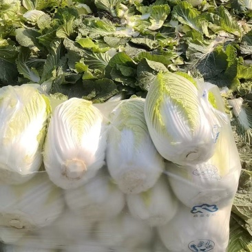 黄心白菜广西贺州黄心大白菜200亩开始出货质量好