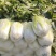 黄心白菜广西贺州黄心大白菜200亩开始出货质量好
