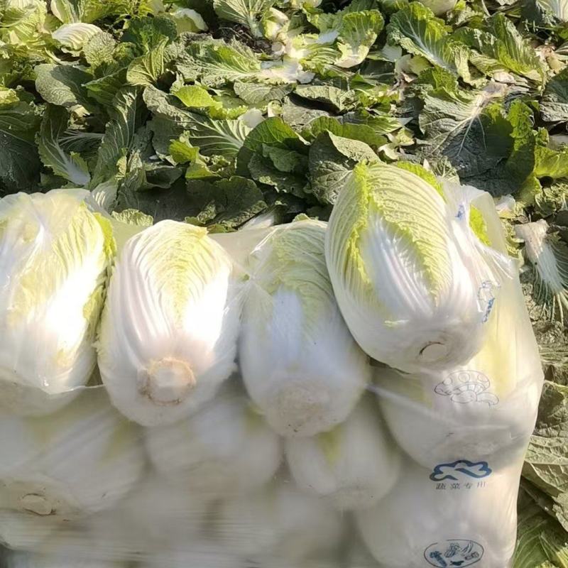 黄心白菜广西贺州黄心大白菜200亩开始出货质量好