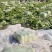 黄心白菜广西贺州黄心大白菜200亩开始出货质量好