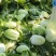 黄心白菜广西贺州黄心大白菜200亩开始出货质量好