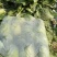 黄心白菜广西贺州黄心大白菜200亩开始出货质量好
